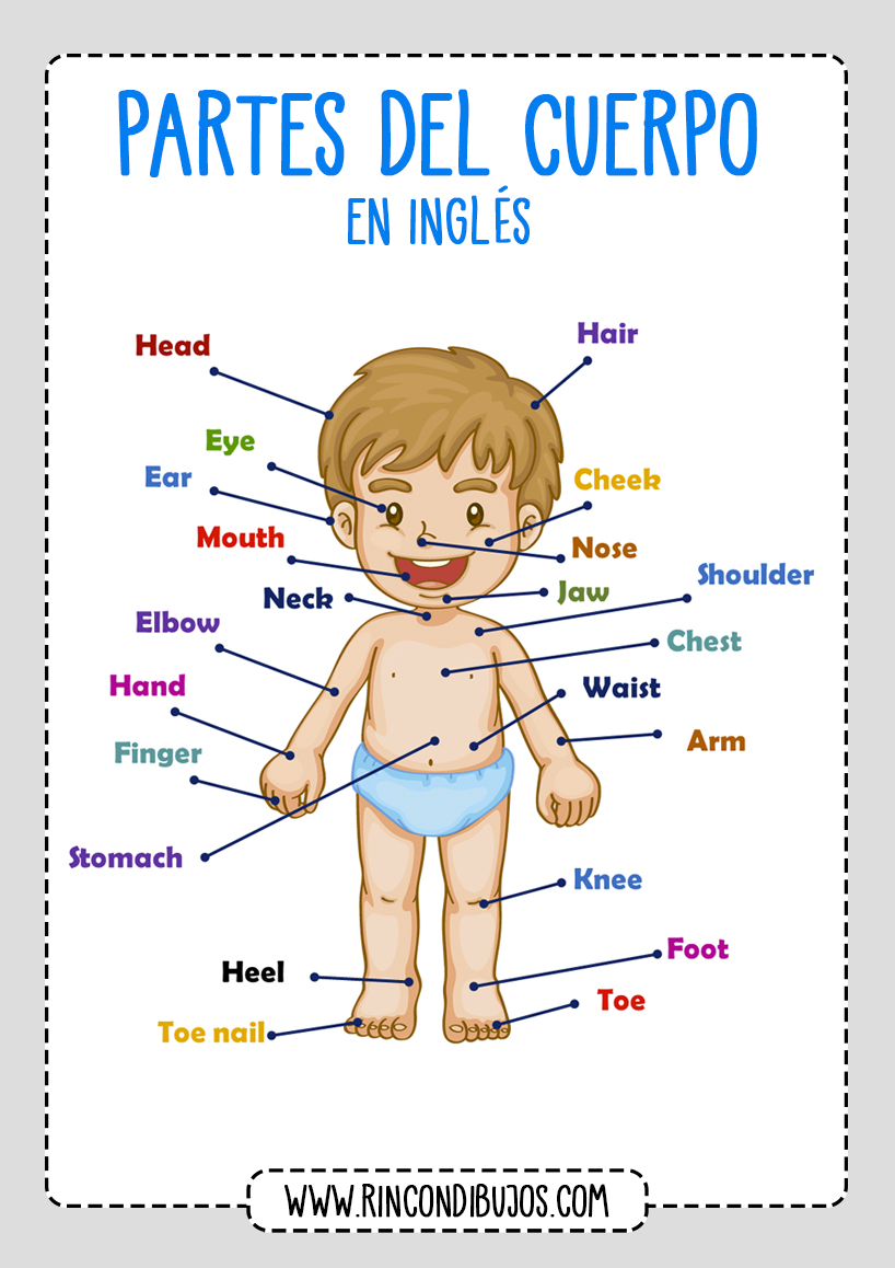 Actividades Partes del Cuerpo Ingles