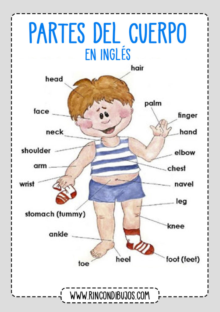 Aprender Las Partes Del Cuerpo Humano En Inglés