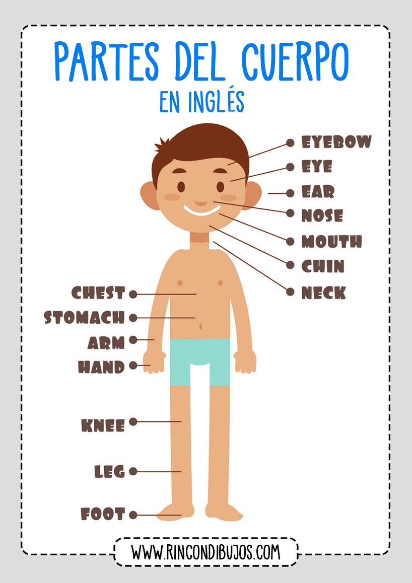 Aprender Partes del Cuerpo English