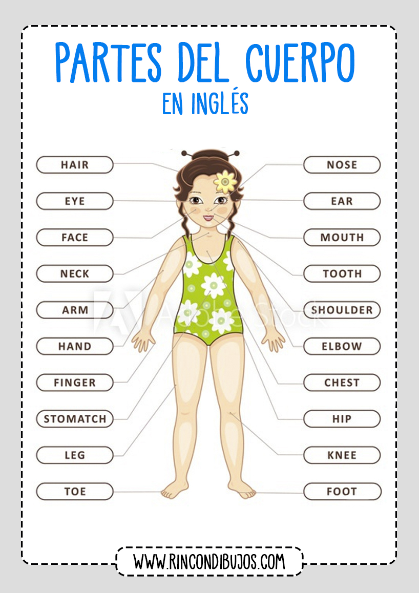 Aprender en Ingles Las Partes del Cuerpo