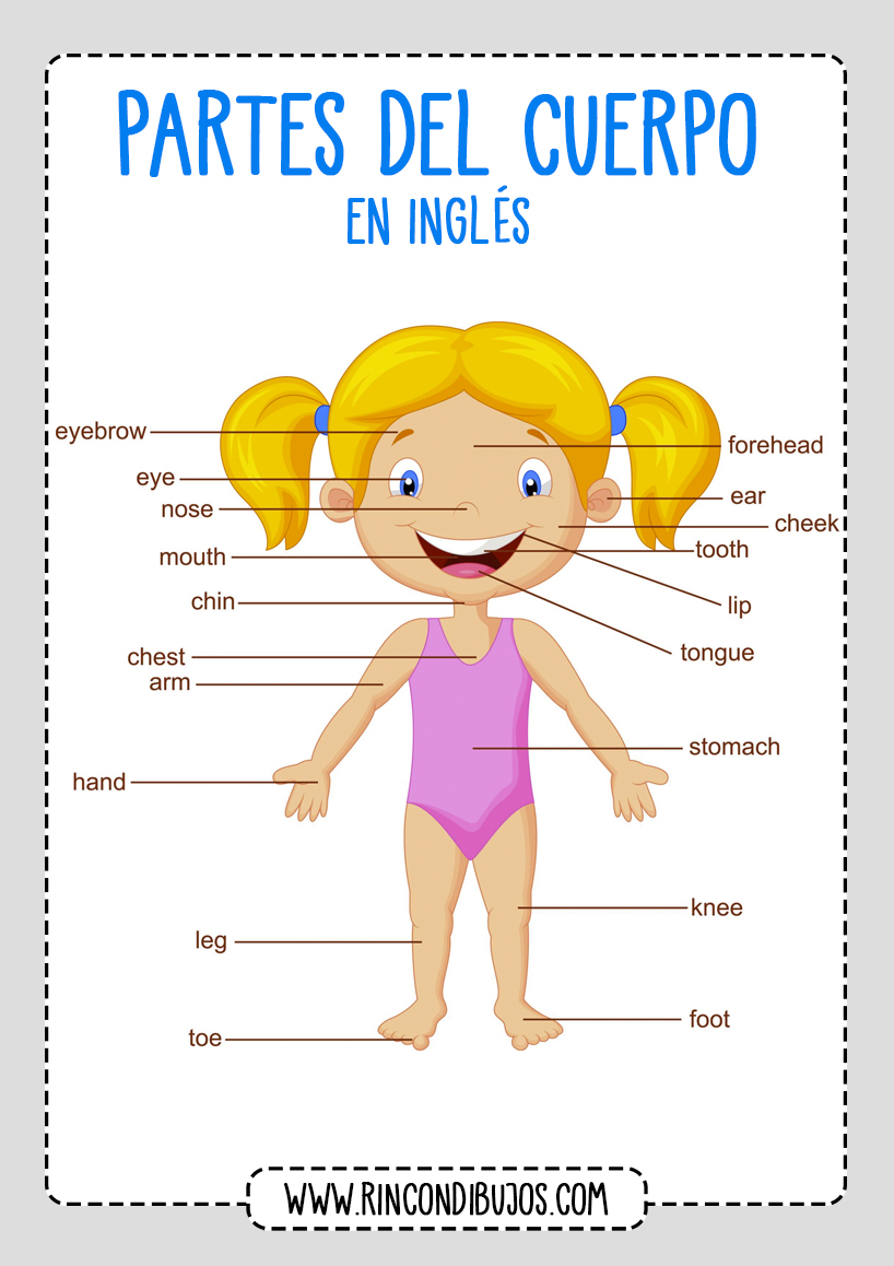 Aprender las Partes del Cuerpo en Ingles