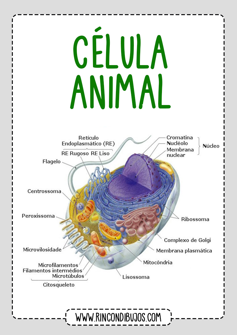 Celula Animal Partes
