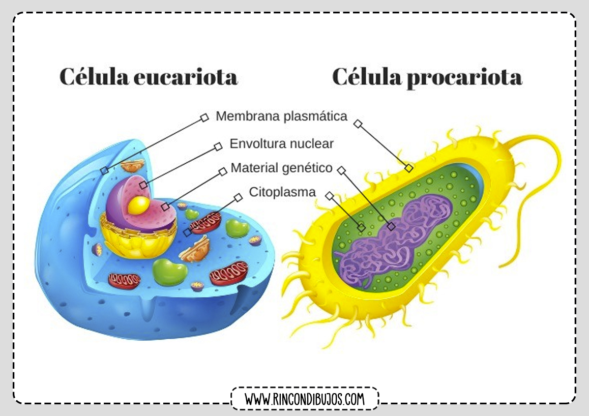 Celula Eucariota y Procariota