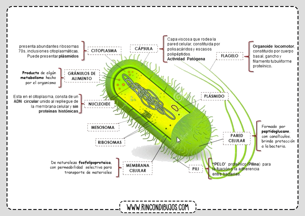 Celula Procariota Partes