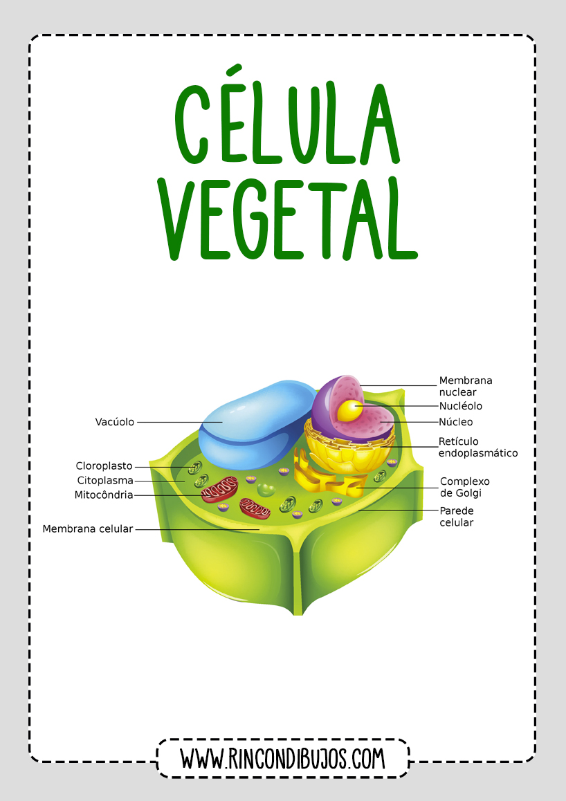 Celula Vegetal Partes y Nombres