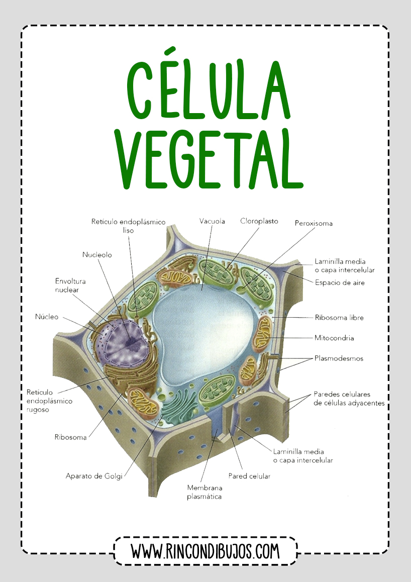 Celula Vegetal Partes