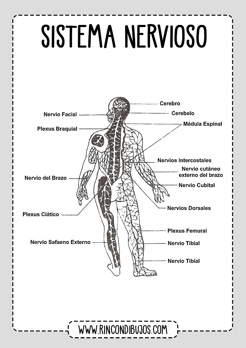 Componentes Sistema Nervioso