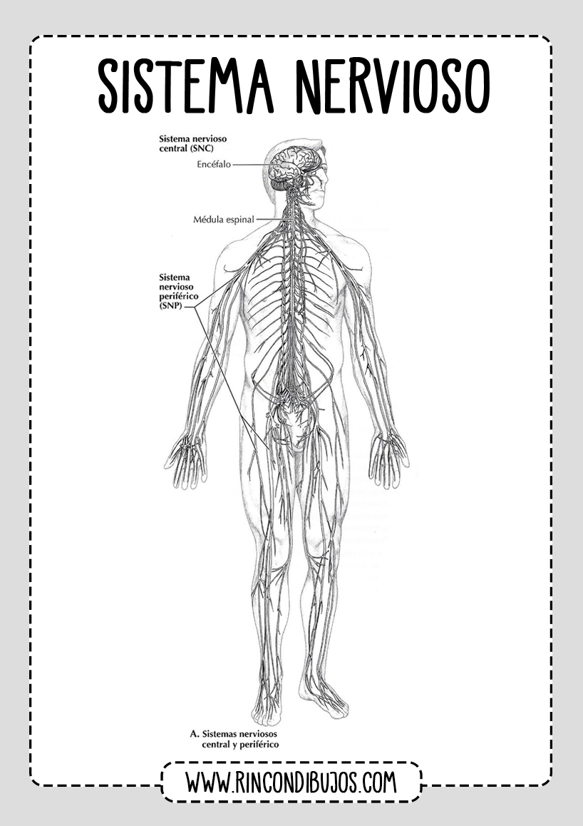 Partes del Sistema Nervioso - Fichas explicativas