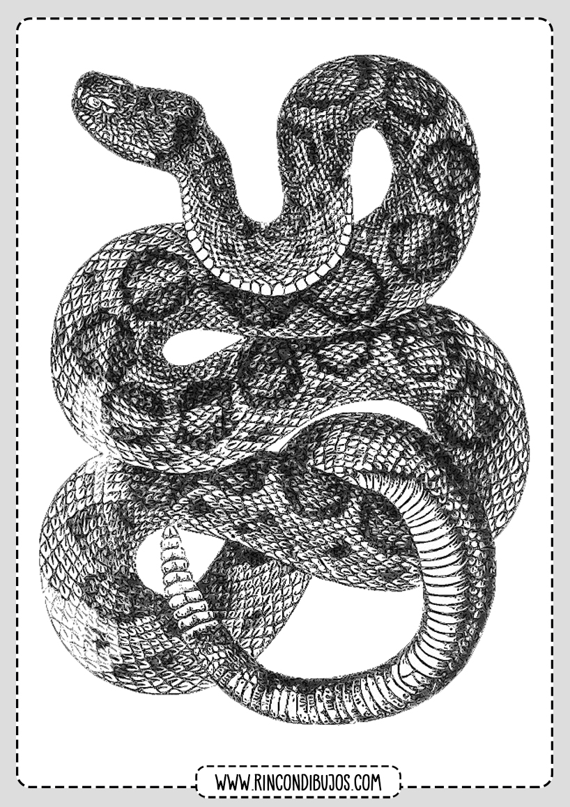 Dibujo Serpiente Cascabel