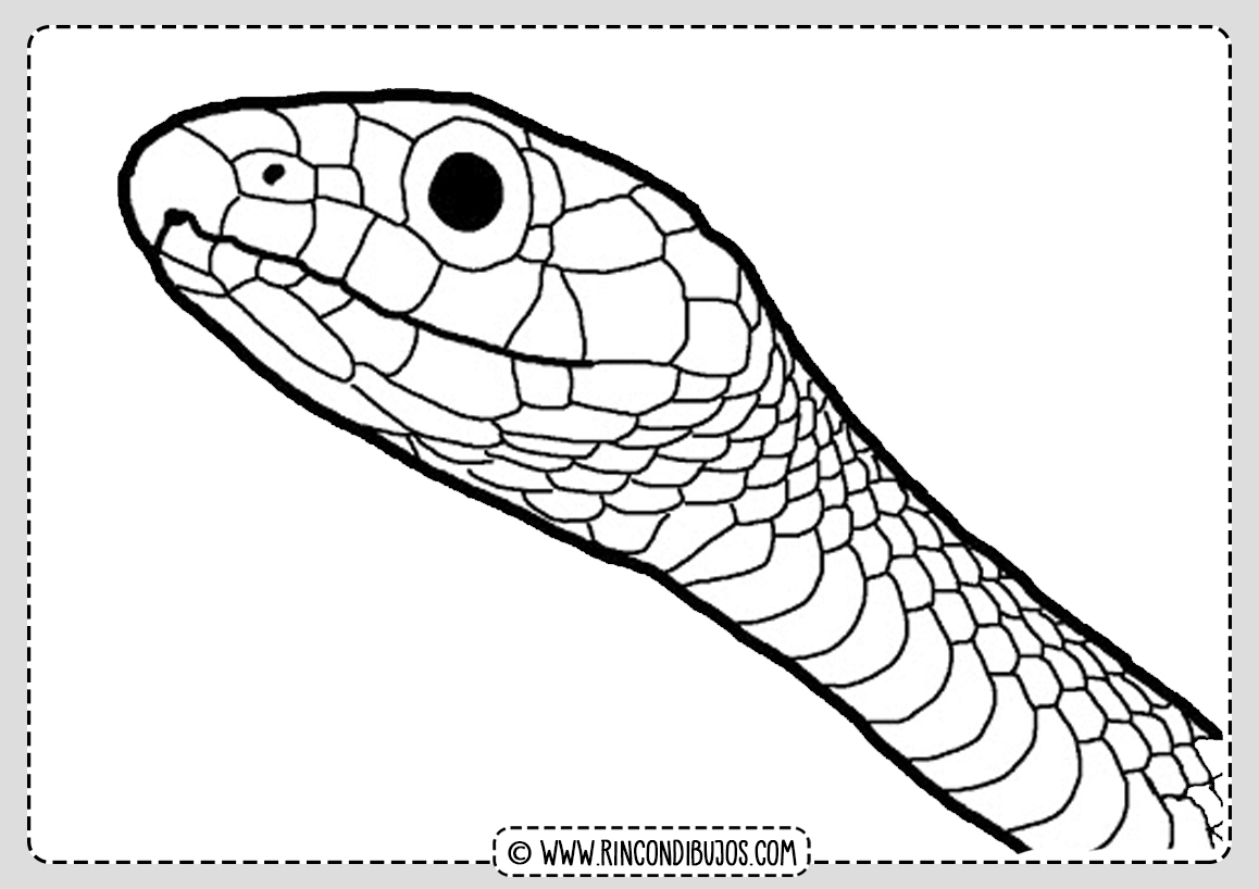 Dibujo Serpiente para Pintar