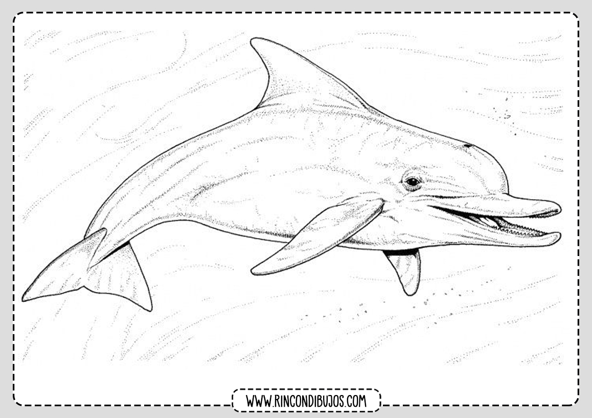 Dibujos Bonitos de Delfines para colorear