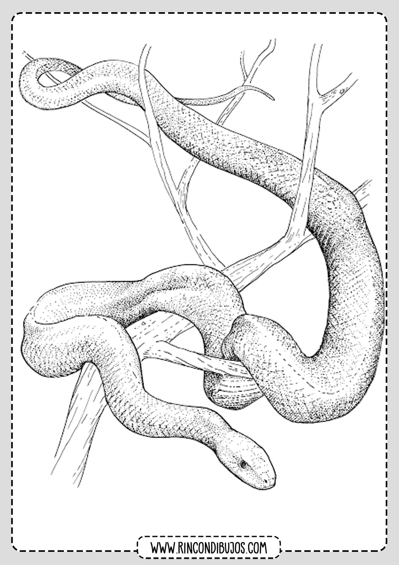 Dibujos de Serpientes para Colorear