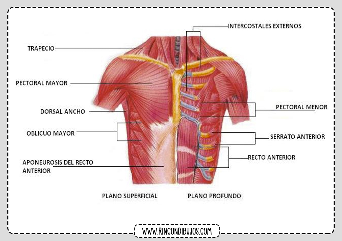 Espalda Musculos Humano