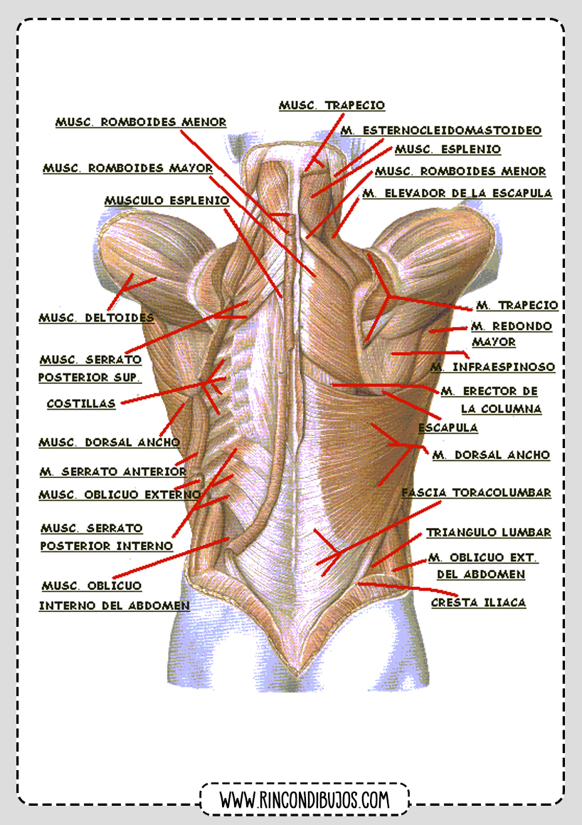 Espalda Musculos