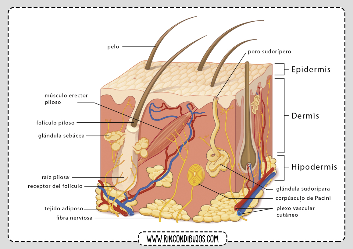 Estructura Partes de la Piel