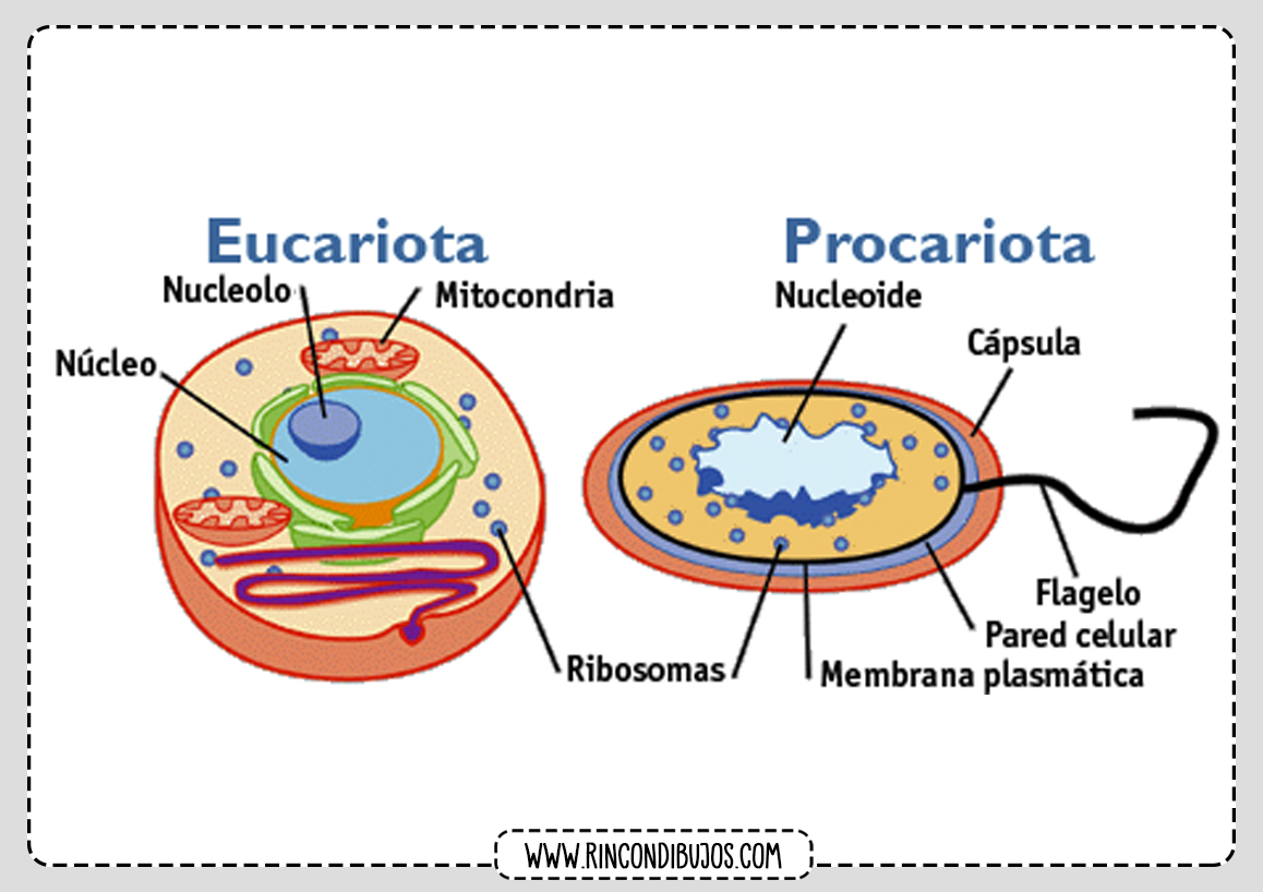Eucariota y Procariota Celula