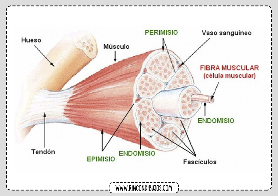 Fibras Musculares