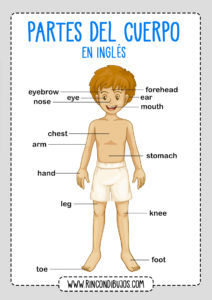 Las Partes del Cuerpo para aprender en Ingles