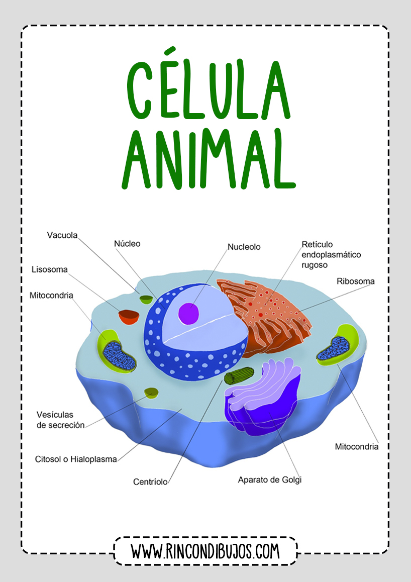 Las partes de La Celula Animal