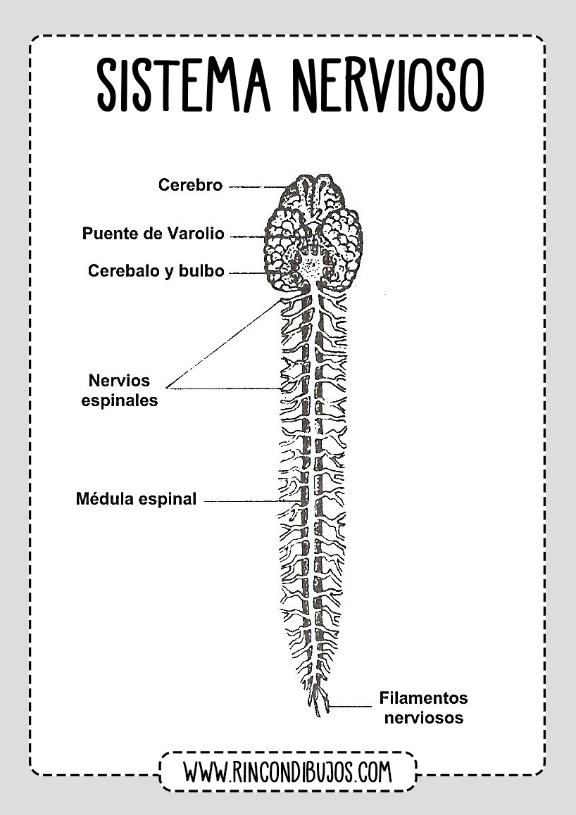 Las partes del Sistema Nervioso