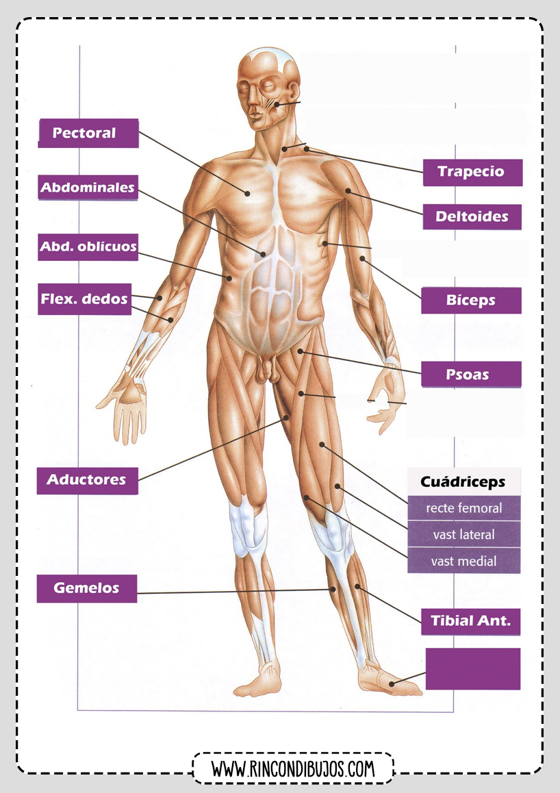 Fichas de los Musculos del Cuerpo Humano | Musculos
