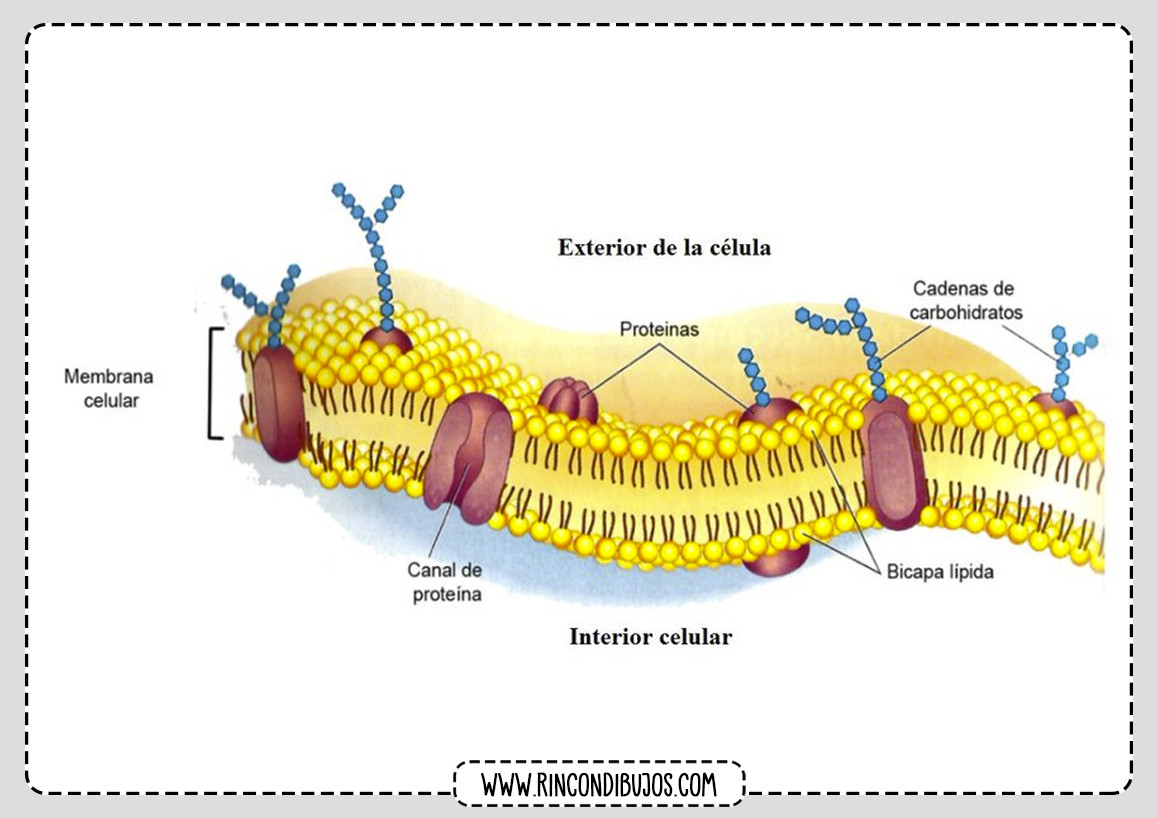 Mebrana Celular