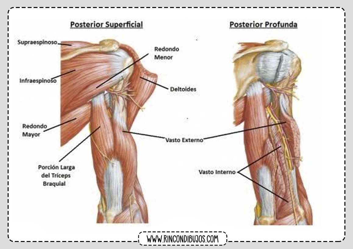 Musculos Brazo