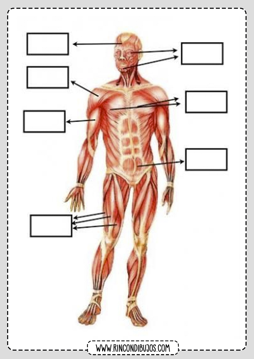 Musculos Cuerpo Humano para rellenar