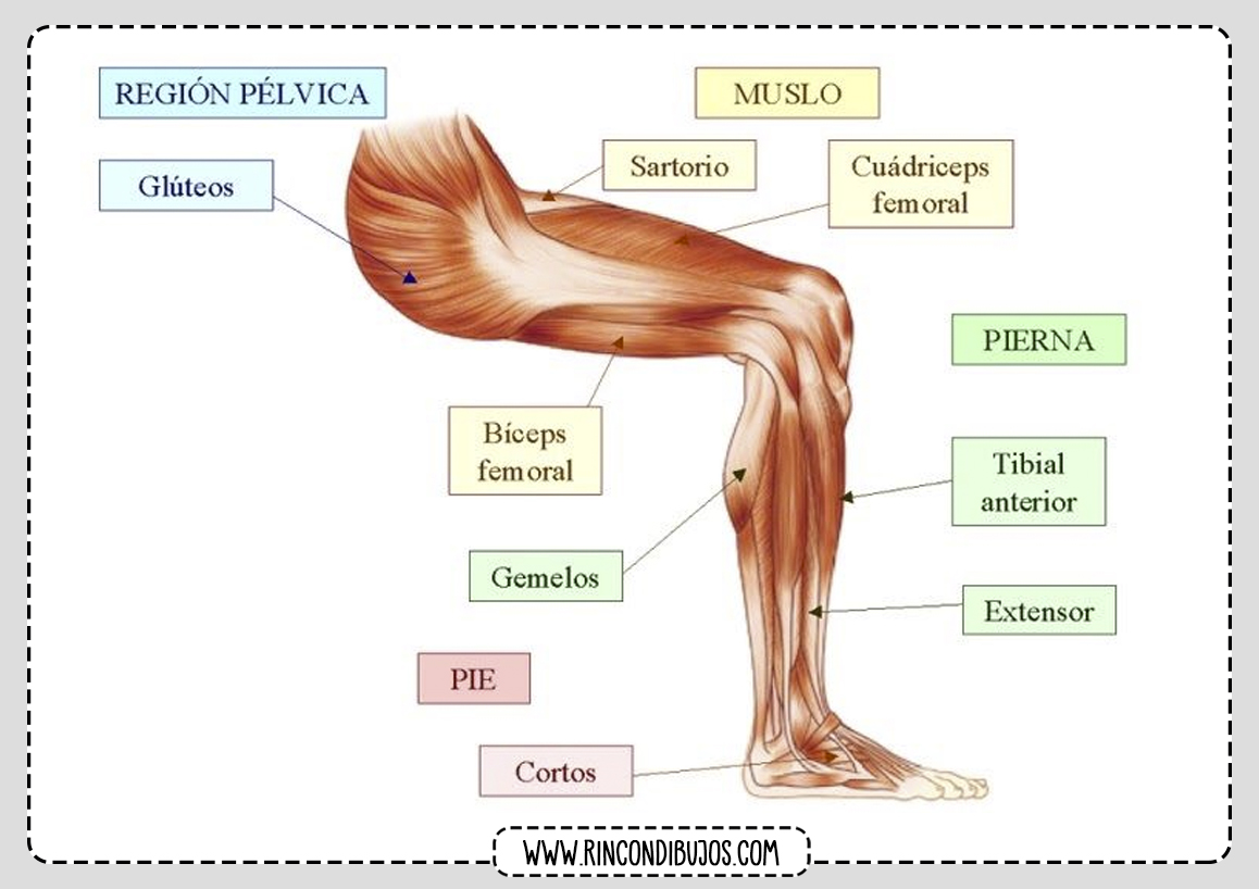 Musculos Pierna Humana
