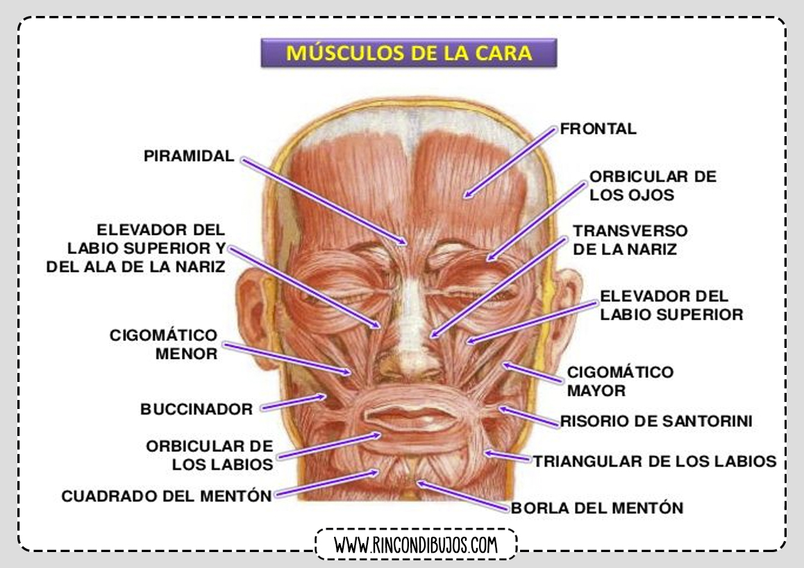 Musculos de la cara humana