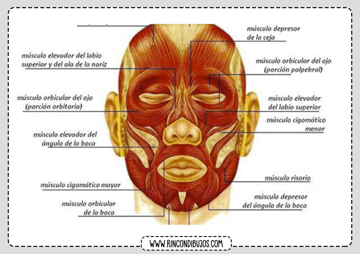 Musculos de la cara