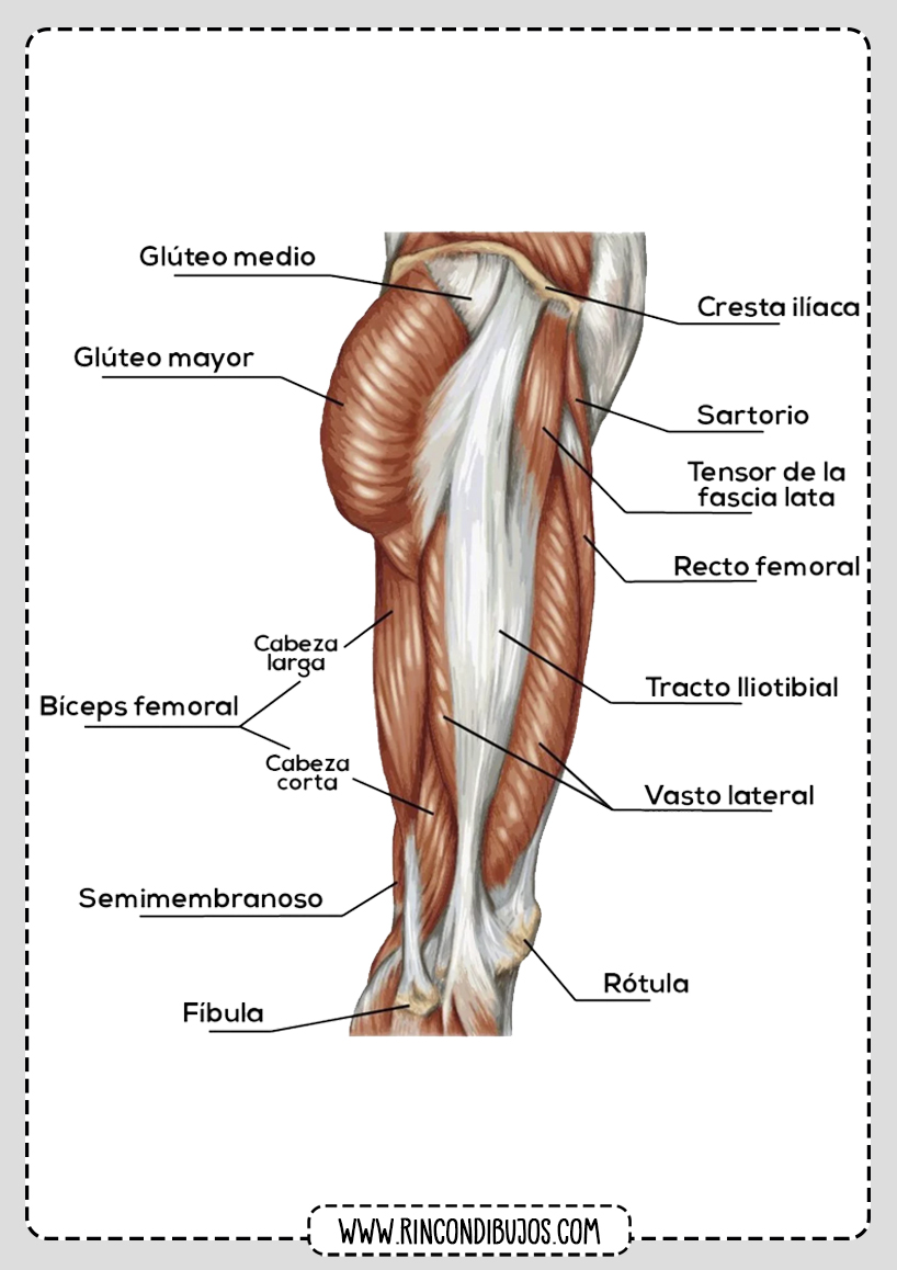 Musculos de las piernas