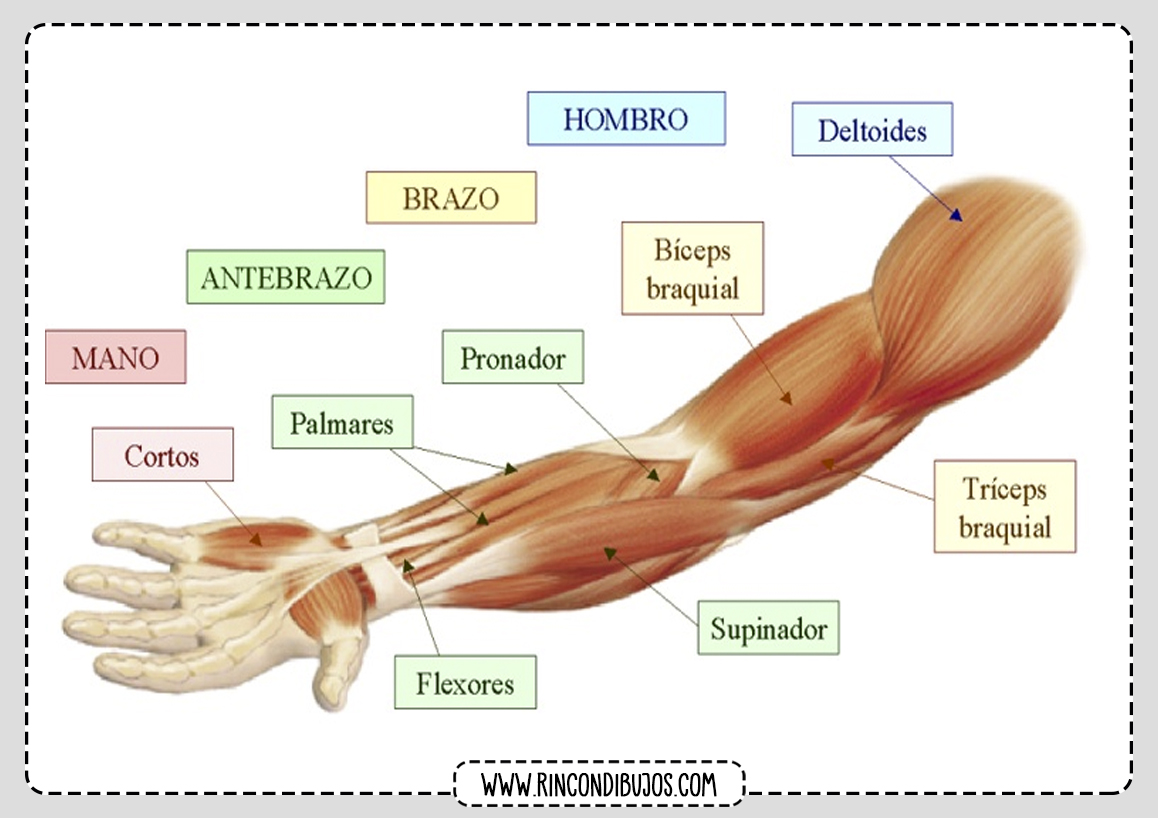 Musculos del Antebrazo