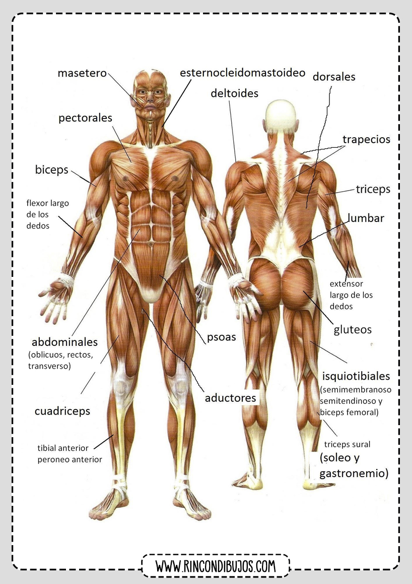 Musculos Del Cuerpo Humano Rincon Dibujos