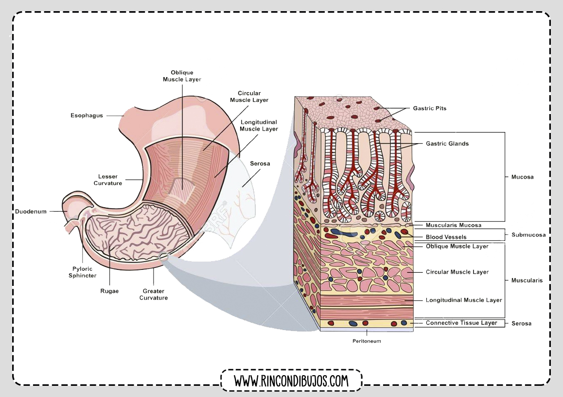 Musculos del Estomago