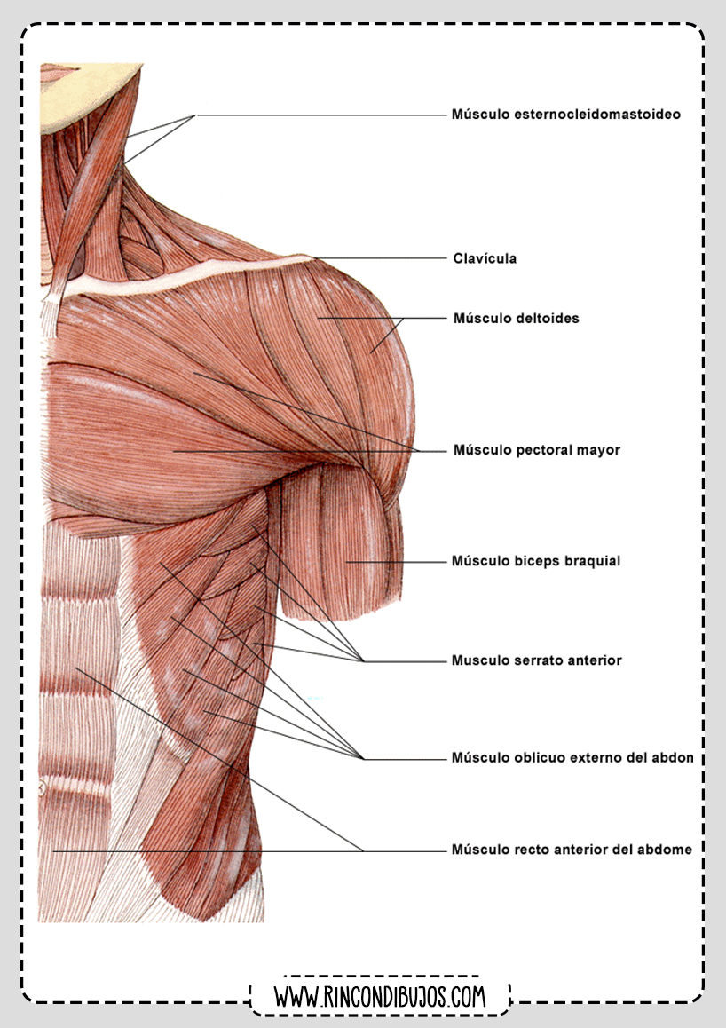 Musculos del Pecho