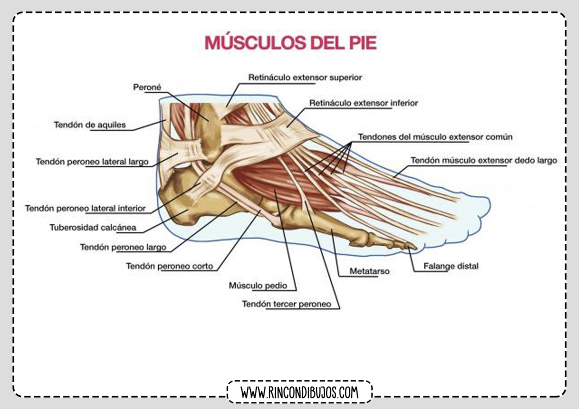 Musculos del Pie