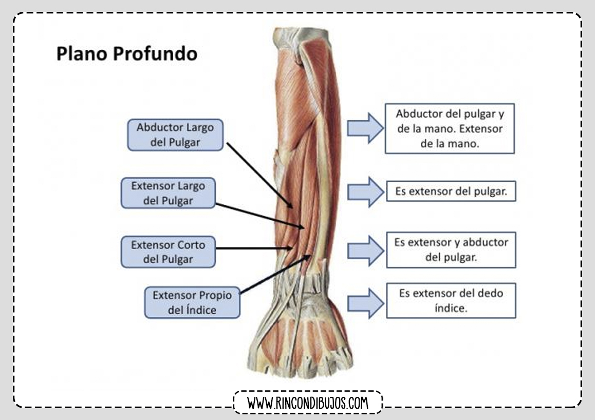 Musculos del brazo plano profundo