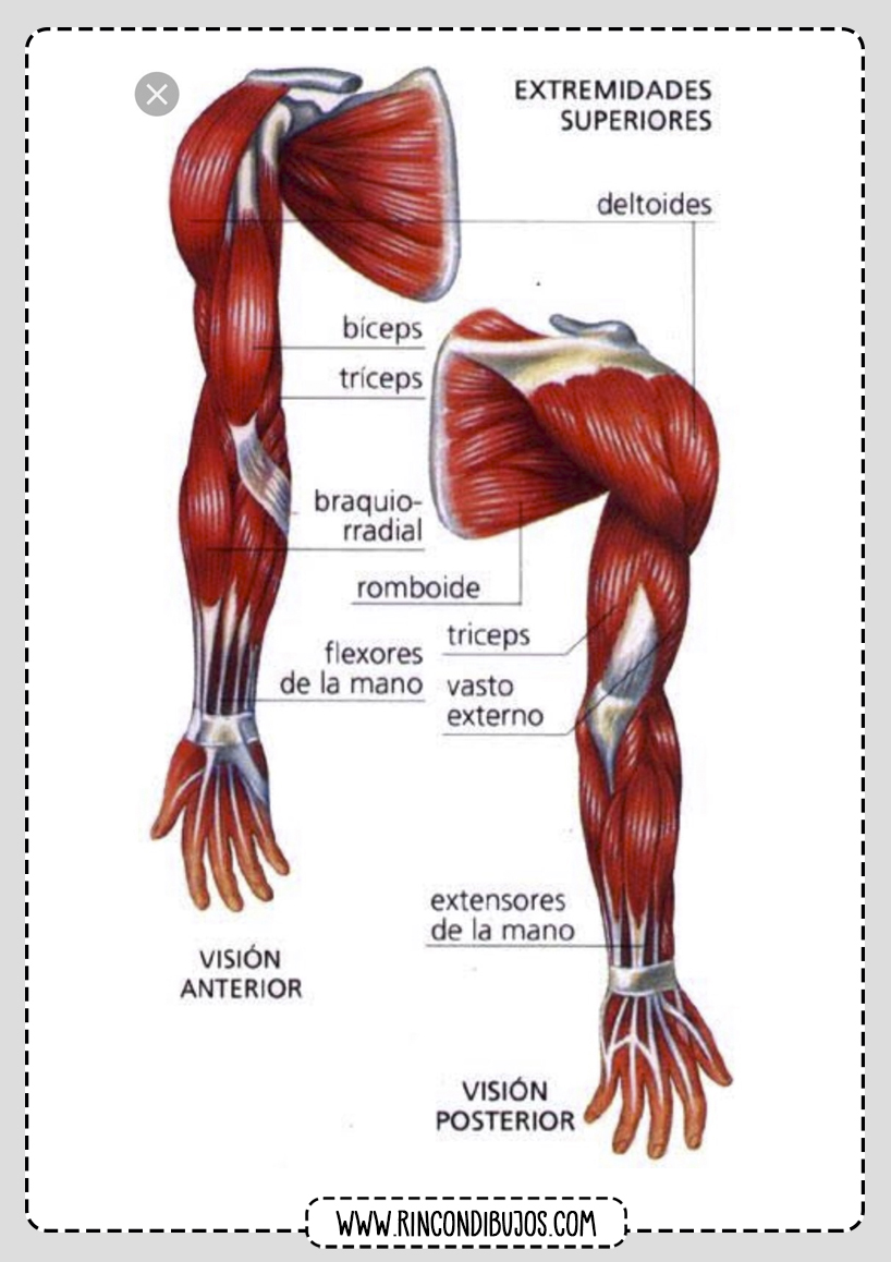 Musculos del brazo