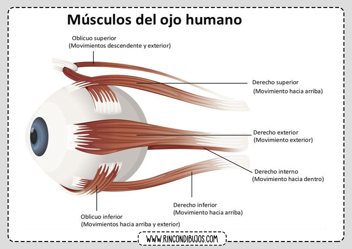 Ojo Humano Musculos