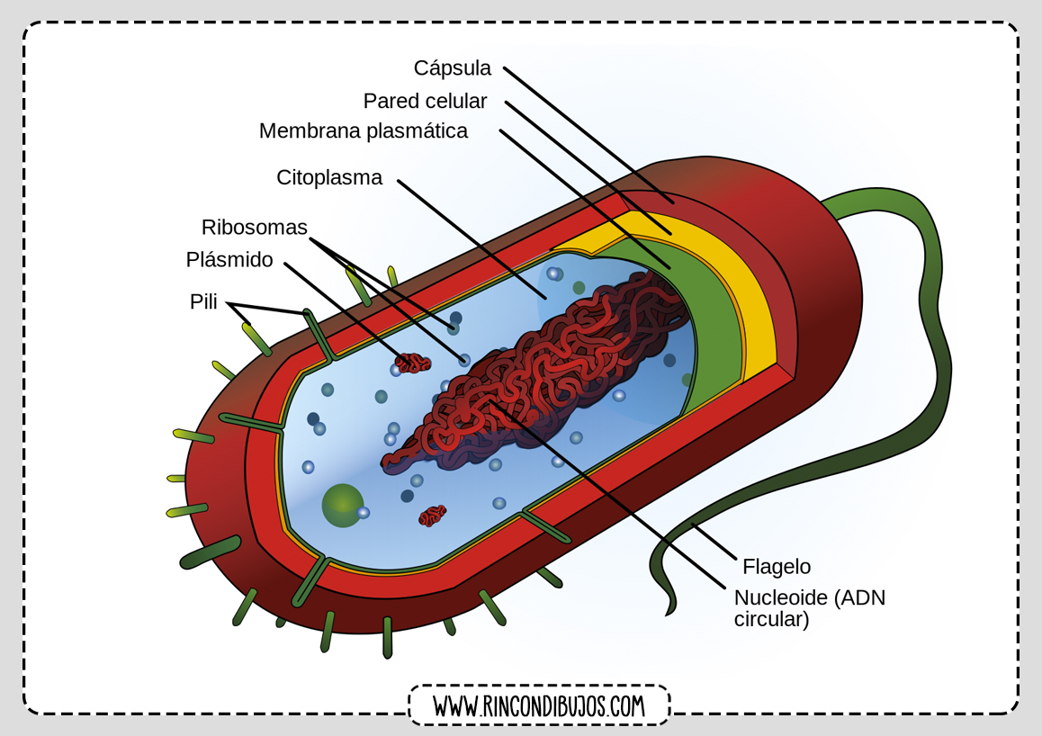 Partes Celula Procariota