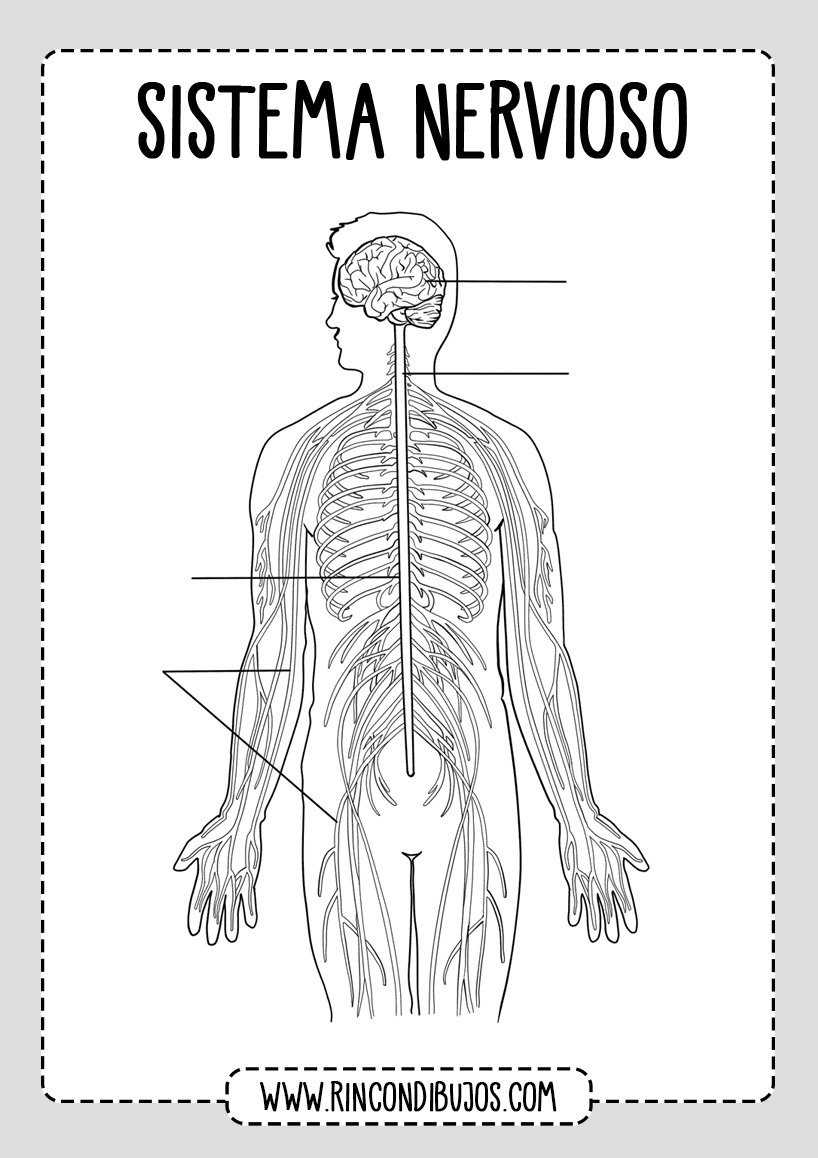Partes Sistema Nervioso completar