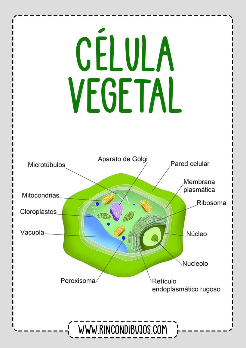 Partes de la Celula Vegetal