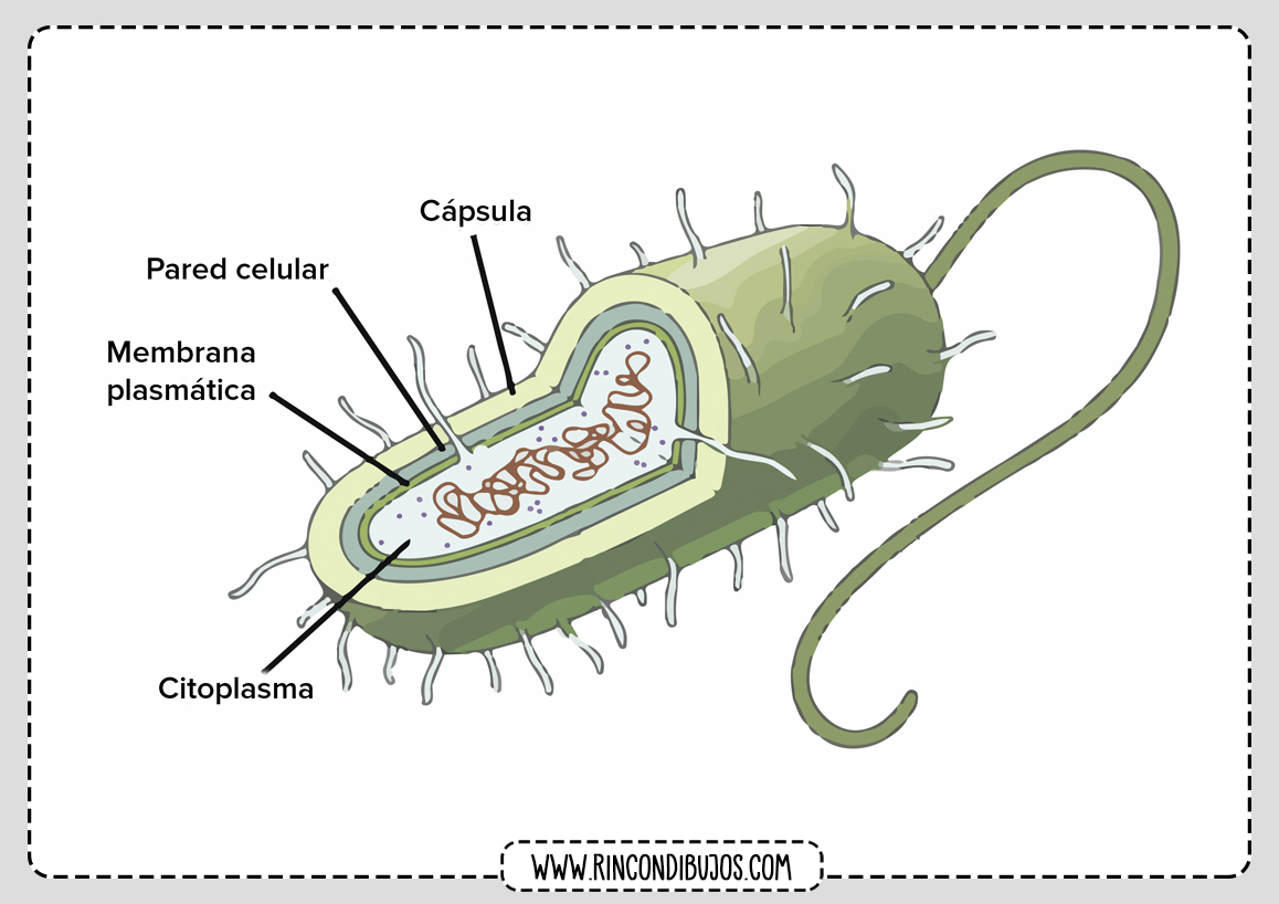 Partes de la Celula