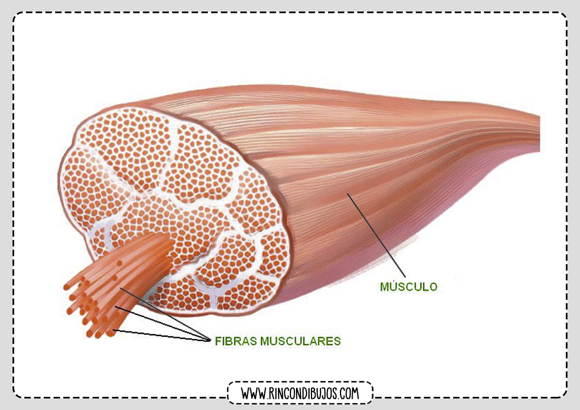 Partes de un Musculo