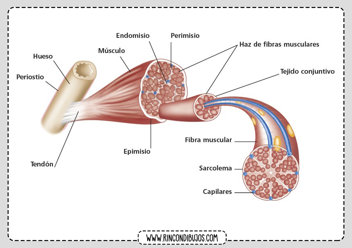 Partes de un Musculo