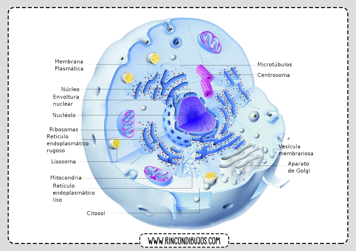 Partes de una Celula