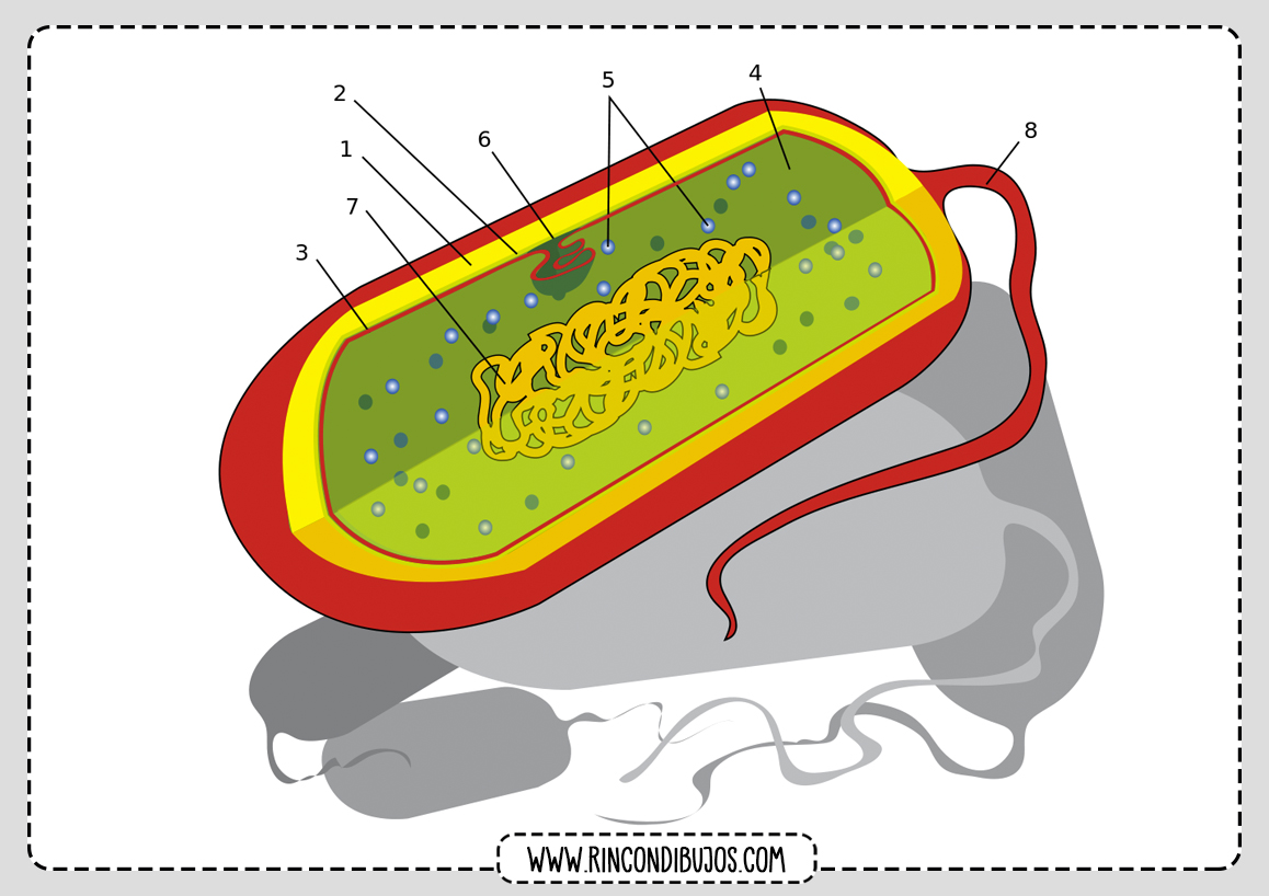 Partes de una celula para rellenar