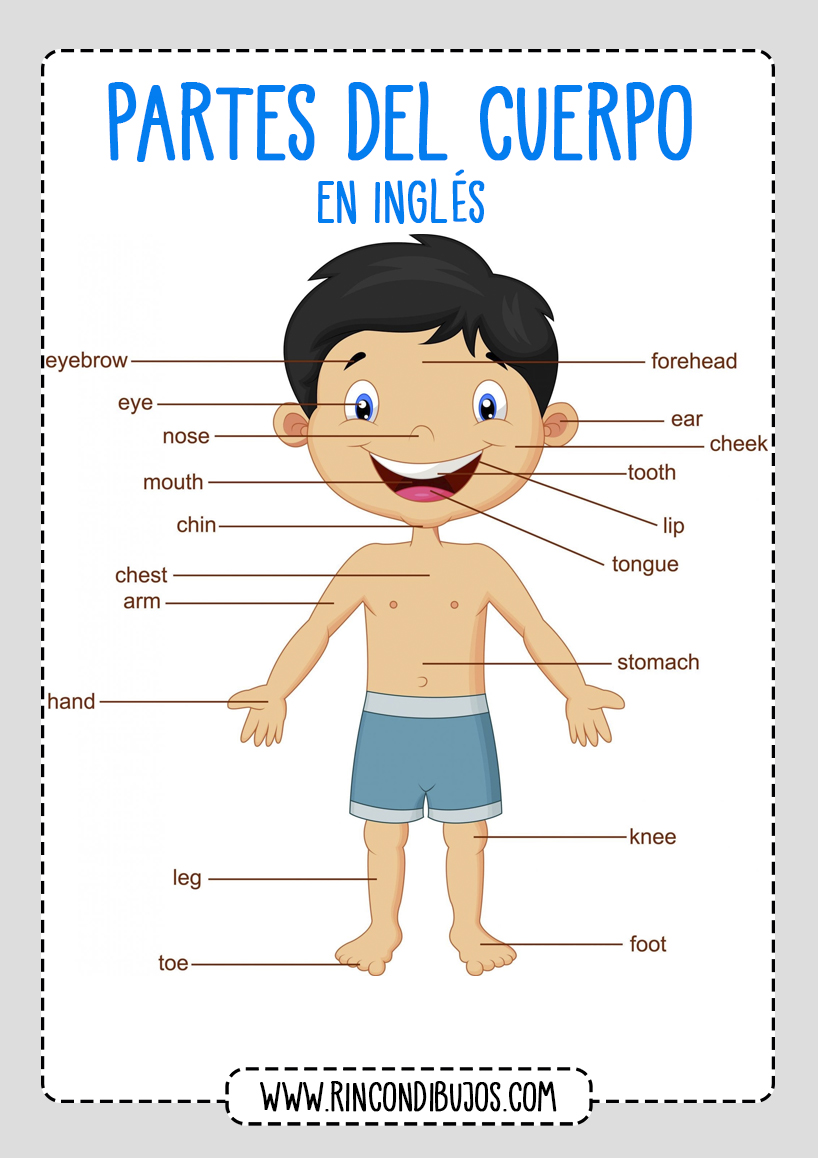 Aprender Las Partes Del Cuerpo Humano En Inglés