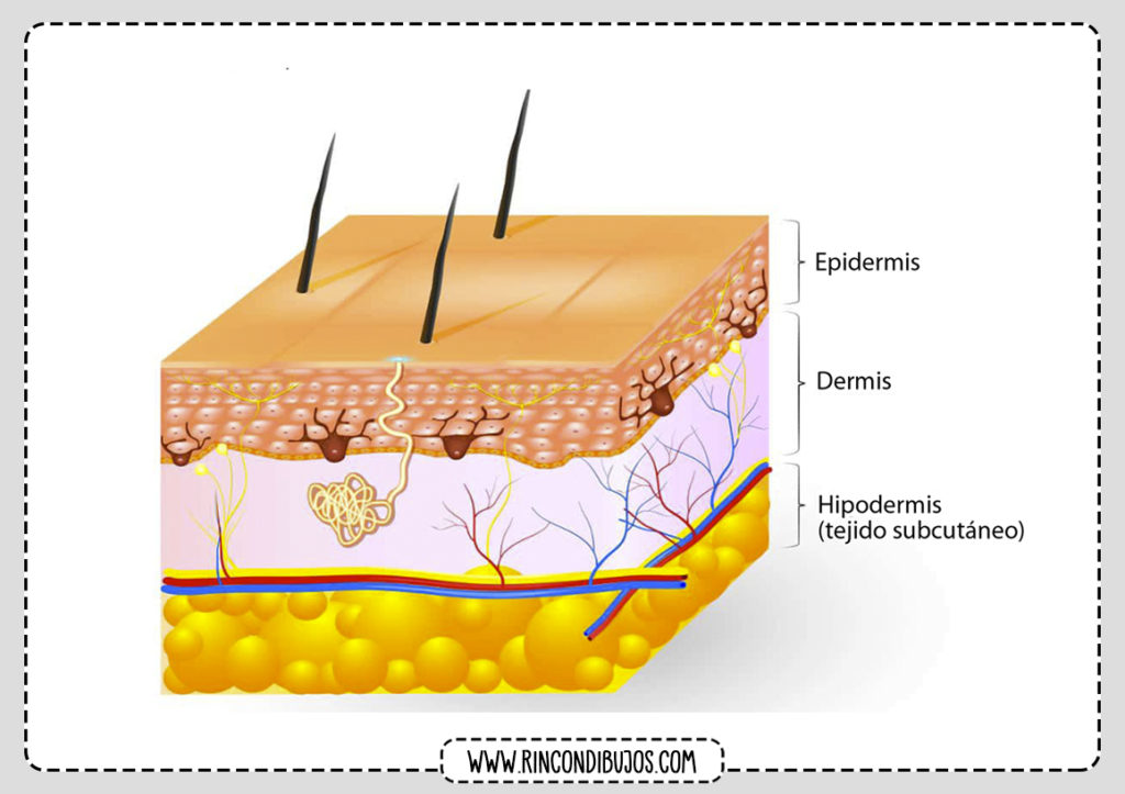 Piel Dermis Epidermis